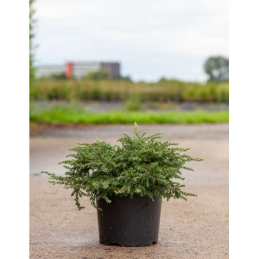 JUNIPERUS communis REPANDA En pot de 7-10 litres