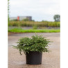 JUNIPERUS communis REPANDA En pot de 7-10 litres