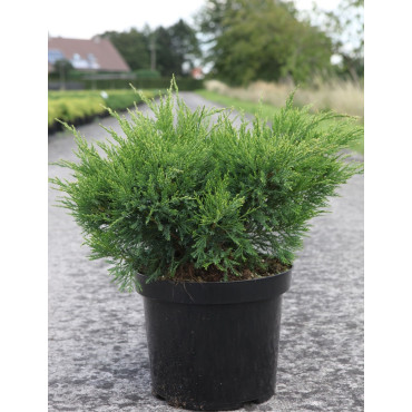 JUNIPERUS media MINT JULEP En pot de 7-10 litres