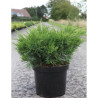 JUNIPERUS media MINT JULEP En pot de 7-10 litres