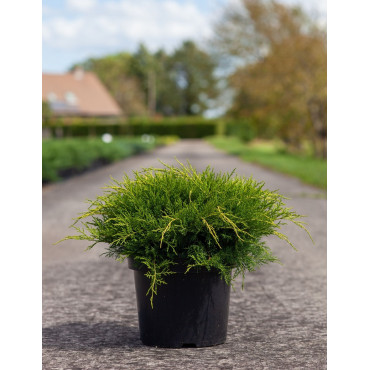 JUNIPERUS media OLD GOLD En pot de 7-10 litres