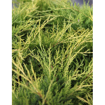 JUNIPERUS media OLD GOLD