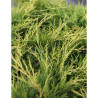 JUNIPERUS media OLD GOLD