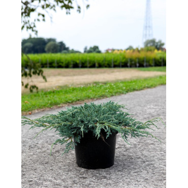 JUNIPERUS squamata BLUE CARPET En pot de 7-10 litres