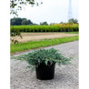 JUNIPERUS squamata BLUE CARPET En pot de 7-10 litres