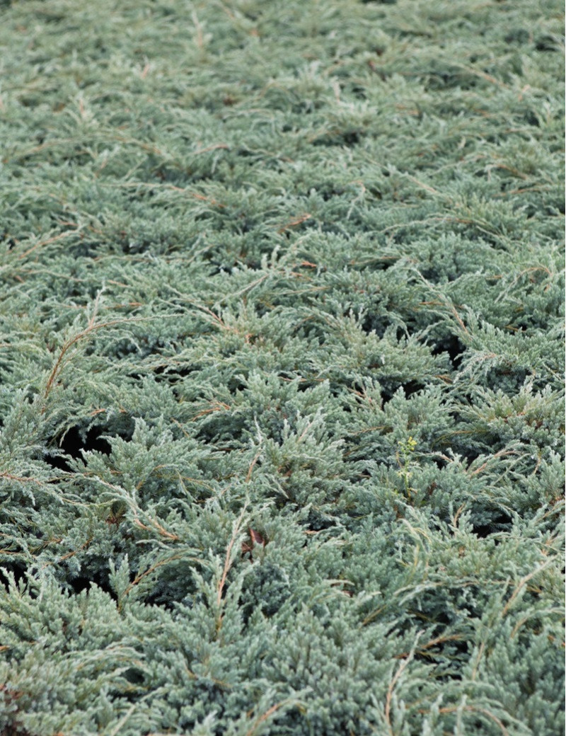 JUNIPERUS squamata BLUE CARPET