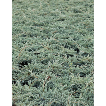 JUNIPERUS squamata BLUE CARPET