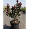 LAGERSTROEMIA PINK VELOUR