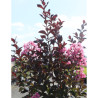 LAGERSTROEMIA RHAPSODY IN PINK