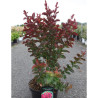 LAGERSTROEMIA DYNAMITE