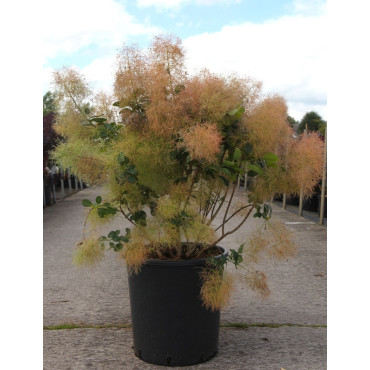 COTINUS coggygria YOUNG LADY En pot de 25-30 litres