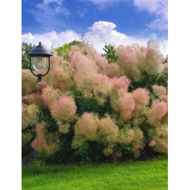 COTINUS coggygria YOUNG LADY