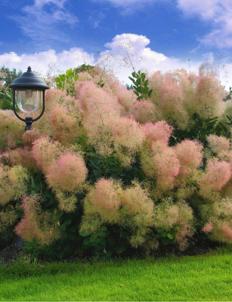 COTINUS coggygria YOUNG LADY