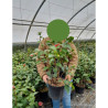 CAMELLIA japonica En pot de 7-10 litres