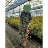 CAMELLIA japonica En pot de 15-20 litres