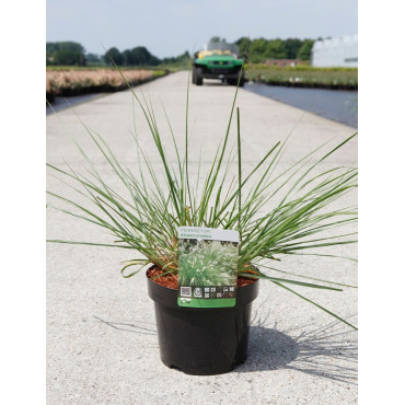 PENNISETUM alopecuroides En pot de 3-4 litres