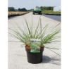 PENNISETUM alopecuroides En pot de 3-4 litres