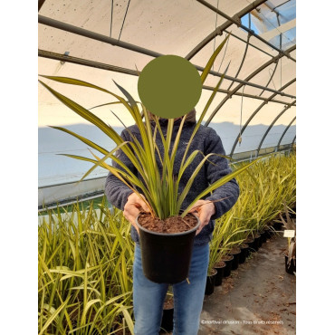 PHORMIUM APRICOT QUEEN En pot de 4-5 litres