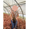 PHORMIUM JESTER En pot de 4-5 litres