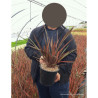 PHORMIUM RAINBOW QUEEN En pot de 4-5 litres