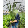 PHORMIUM tenax En pot de 10-12 litres