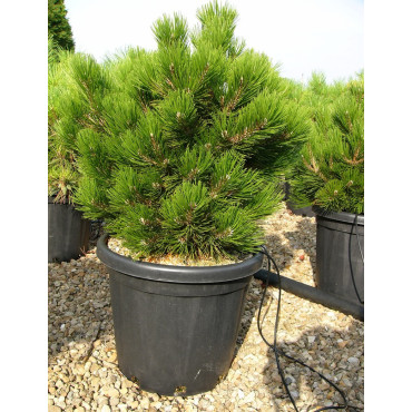 PINUS leucodermis COMPACT GEM En pot de 25-30 litres