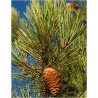 PINUS PINASTER