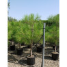 PINUS PINASTER En pot de 25-30 litres