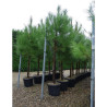 PINUS PINASTER En pot de 35-50 litres