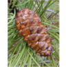 PINUS PINASTER