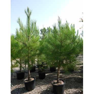 PINUS PINASTER En pot de 35-50 litres