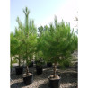 PINUS PINASTER En pot de 35-50 litres