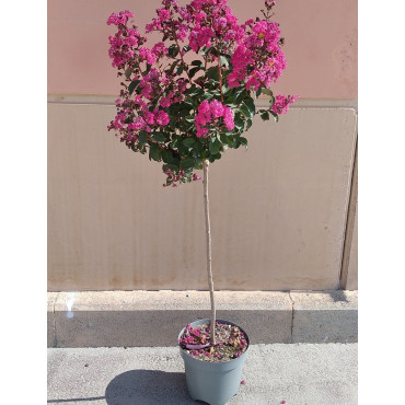 LAGERSTROEMIA En pot de 10-12 litres forme tige hauteur du tronc 090-110 cm