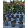 LAGERSTROEMIA En pot de 20-25 litres forme tige hauteur du tronc 090-110 cm