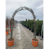 WISTERIA En pot de 35-50 litres forme arche