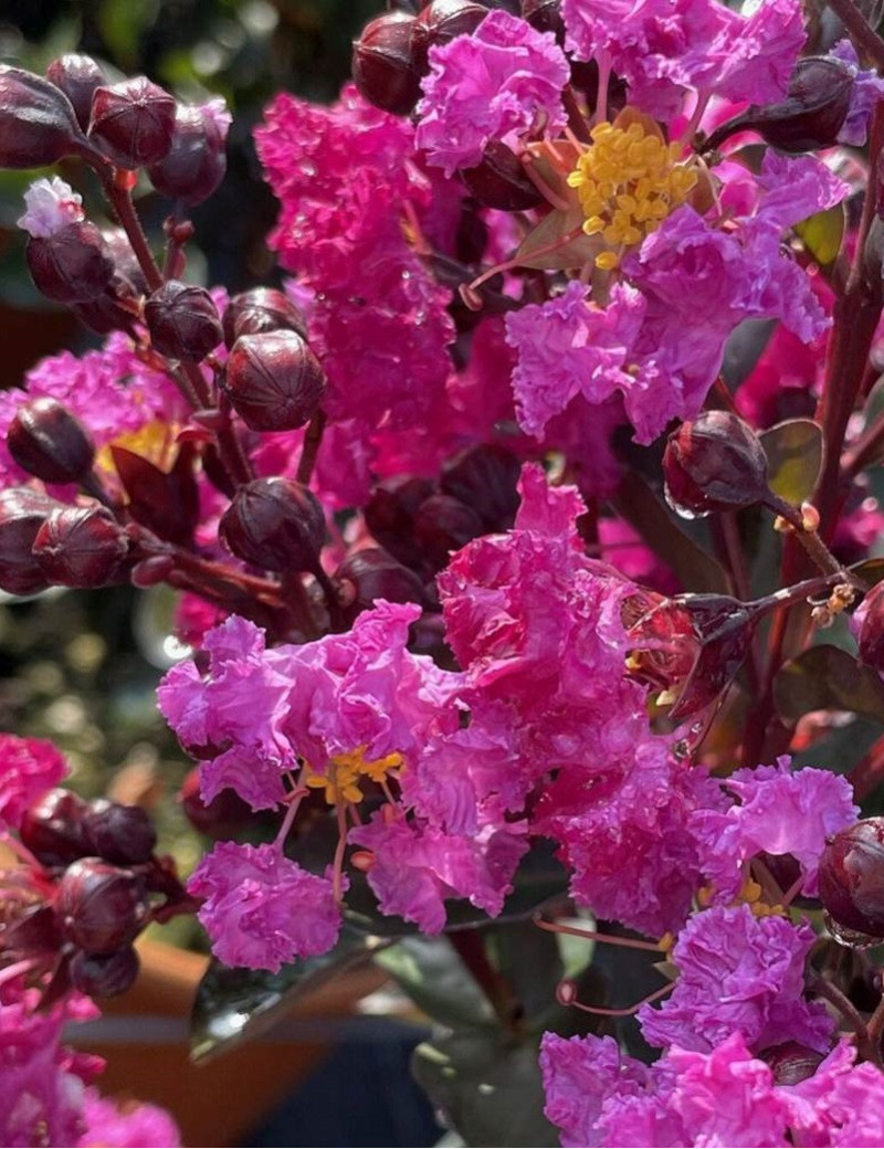 LAGERSTROEMIA RHAPSODY IN BLUE