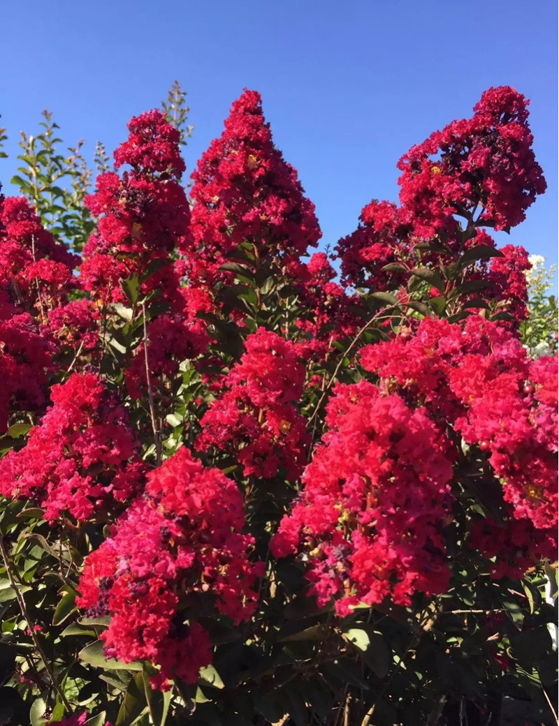 LAGERSTROEMIA DOUBLE FEATURE