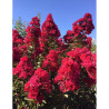 LAGERSTROEMIA DOUBLE FEATURE