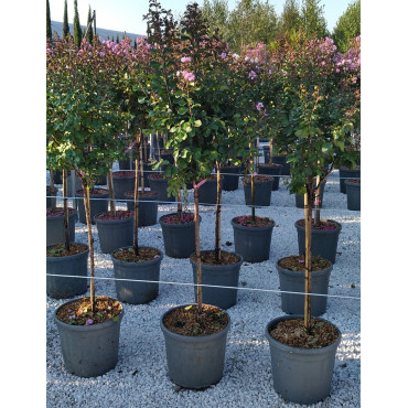 LAGERSTROEMIA En pot de 20-25 litres forme tige hauteur du tronc 090-110 cm