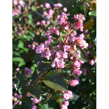 LAGERSTROEMIA MARDI GRAS