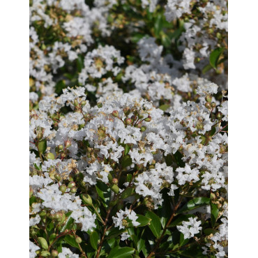 LAGERSTROEMIA PIXIE WHITE