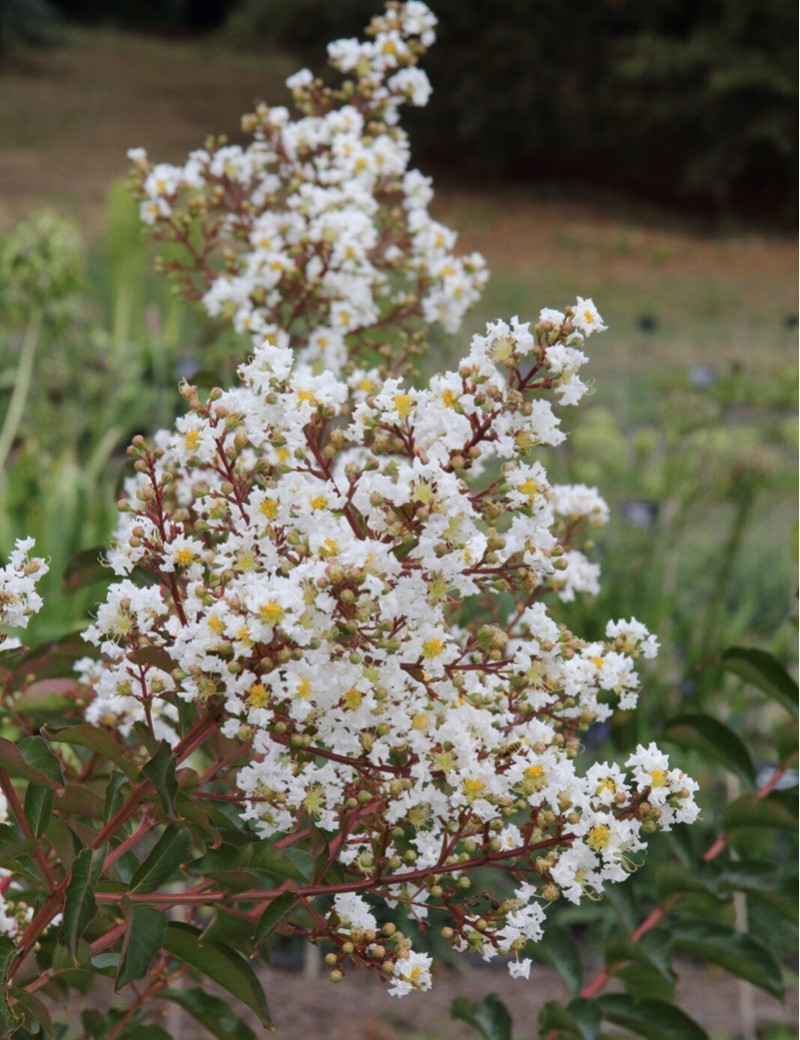 LAGERSTROEMIA WHITE CHOCOLATE