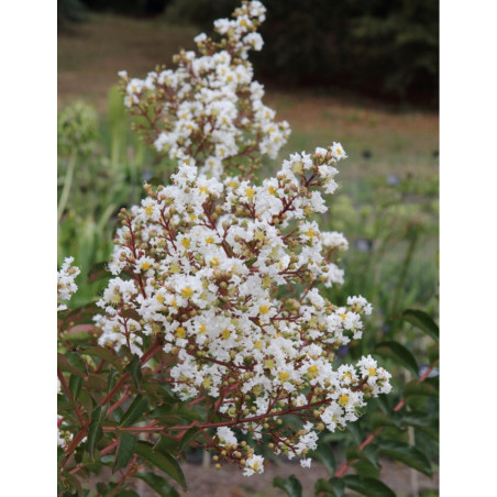 LAGERSTROEMIA WHITE CHOCOLATE