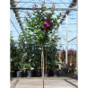 LAGERSTROEMIA PURPLE STAR