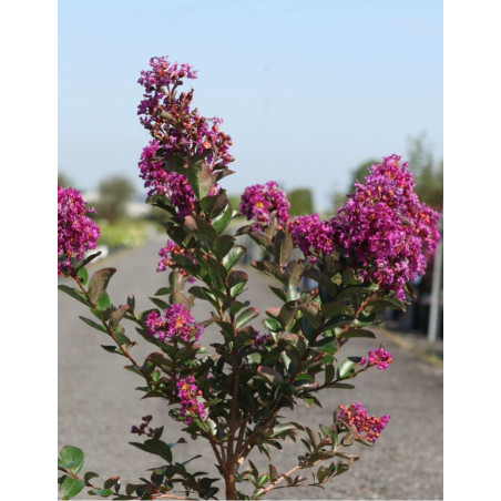 LAGERSTROEMIA PURPLE STAR