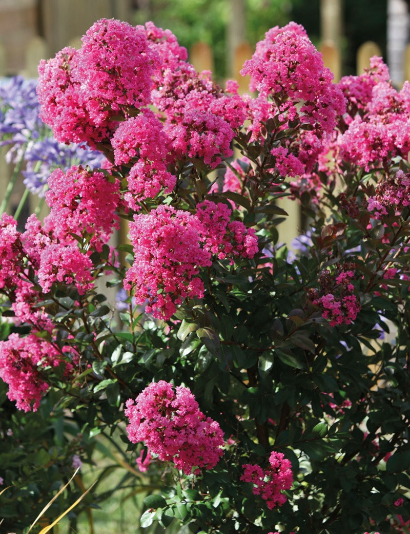 LAGERSTROEMIA WITH LOVE GIRL