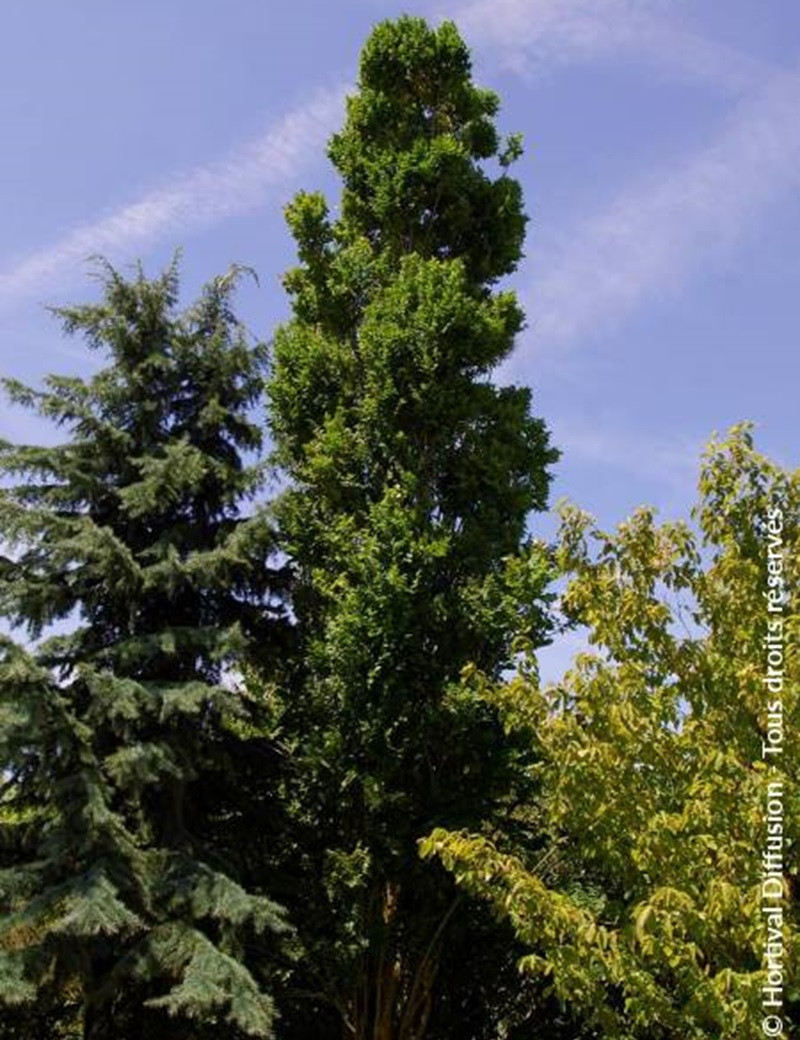 KOELREUTERIA PANICULATA FASTIGIATA