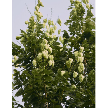 KOELREUTERIA PANICULATA FASTIGIATA