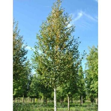 BETULA albosinensis FASCINATION