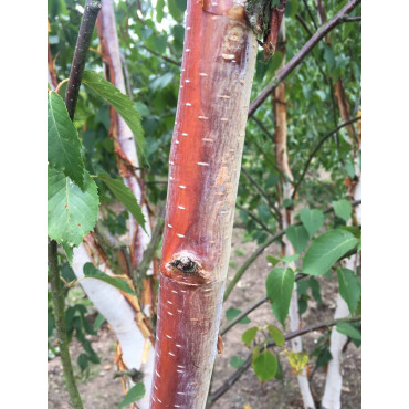 BETULA albosinensis FASCINATION